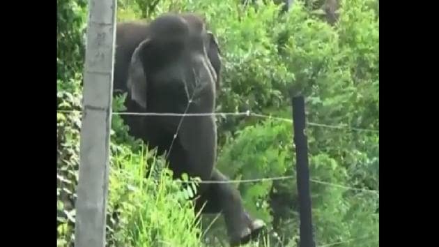 The image shows the elephant trying to break the electric fence.(Twitter/@Dr. PM Dhakate)