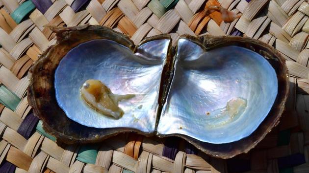A pearl a pictured inside its shell at the Suwaidi pearl farm situated against a backdrop of mangroves, with camels grazing near the waterline on one side and mountains rising up on the other. Suwaidi Pearls is the only commercial pearl farm in the United Arab Emirates, at a time of increasing awareness of cultural traditions, such as falconry and camel racing, and efforts to promote and preserve them. (Guiseppe Cacace / AFP) 