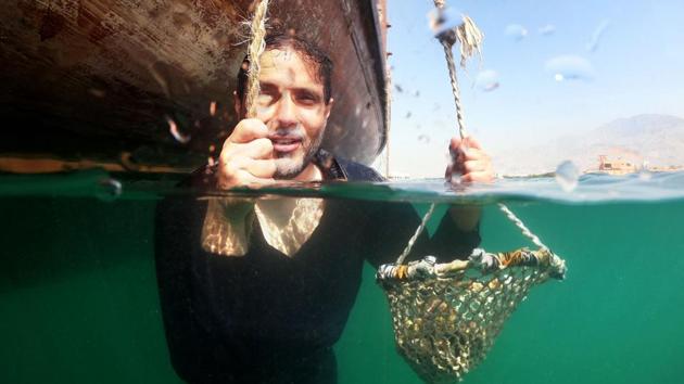 Abdullah al-Suwaidi with his haul. After being “seeded”, some 60% will produce pearls, compared with just one in 100 among wild oysters. But it is the same place where Suwaidi as a young boy would accompany his grandfather to dive for the sea’s natural treasures and it is that tradition which captivates him to this day. (Guiseppe Cacace / AFP) 