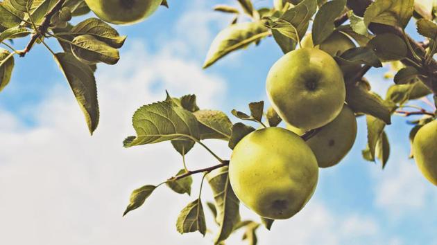 North America once had 17,000 named varieties of domesticated apples, but only about 4,000 remain.(Unsplash) North America once had 17,000 named varieties of domesticated apples, but only about 4,000 remain.(Unsplash)