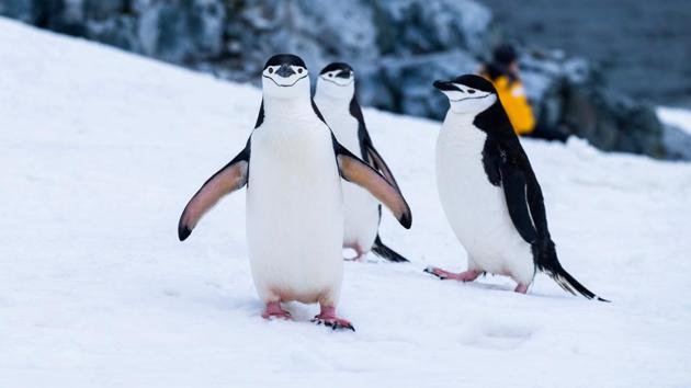 On Half Moon Island, chinstrap penguins -- named for the black stripe on their chin -- strut about in the spring breeding season, raising their beaks and screeching from their rocky nests. (REPRESENTATIONAL IMAGE)(Unsplash)
