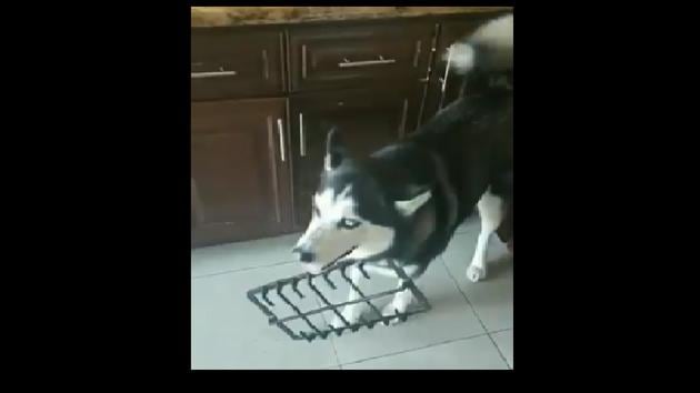 The mischievous pooch shows no regret as it keeps yawning and pretending not to know anything that is happening around.(Twitter) The mischievous pooch shows no regret as it keeps yawning and pretending not to know anything that is happening around.(Twitter)