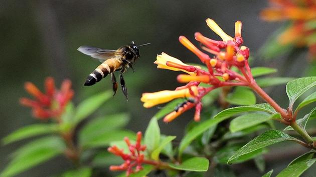 Andhra Pradesh Irrigation Minister Anil Kumar Yadav was attacked by a swarm of honey bees.(HT Photo (Representative Image))