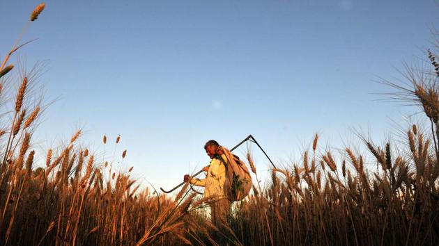 Higher production and negligible exports could force the government to increase procurement from farmers to ensure prices stay at or above the MSP, said Galipelli at Inditrade. Government wheat stocks stood at a record 37.4 million tonnes as of November 1, up 13% from a year ago. (Nitin Kanotra / HT Archive) Higher production and negligible exports could force the government to increase procurement from farmers to ensure prices stay at or above the MSP, said Galipelli at Inditrade. Government wheat stocks stood at a record 37.4 million tonnes as of November 1, up 13% from a year ago. (Nitin Kanotra / HT Archive)
