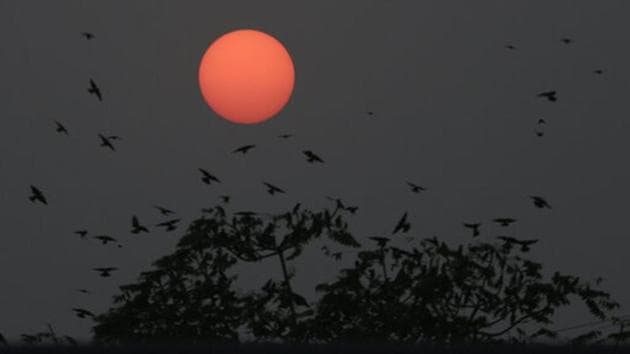 Birds fly around a tree as sun sets in Ahmedabad, Gujarat. (Ajit Solanki / AP)