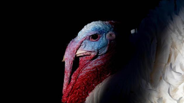 “Butter” the turkey waits for US President Donald Trump’s pardon of the turkey during the National Thanksgiving Turkey ceremony in the Rose Garden of the White House in Washington, DC, US. (Jim Watson / AFP)