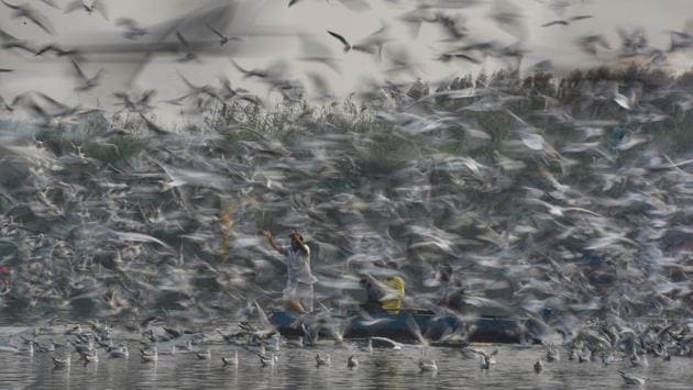 Men feed migratory seagulls along the Yamuna river on a smoggy morning, in New Delhi. (Sanchit Khanna / HT Photo)