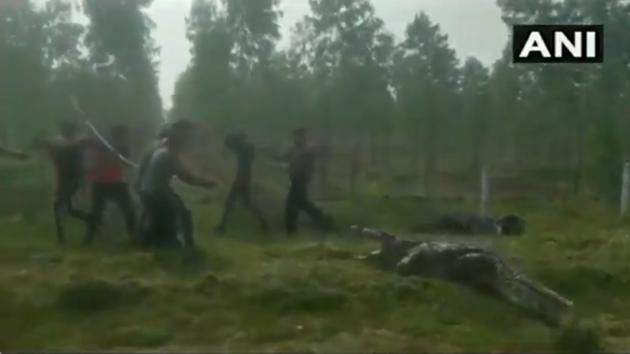 The video shows a few men trying to capture and rescue a giant crocodile.(Twitter/ANI) The video shows a few men trying to capture and rescue a giant crocodile.(Twitter/ANI)