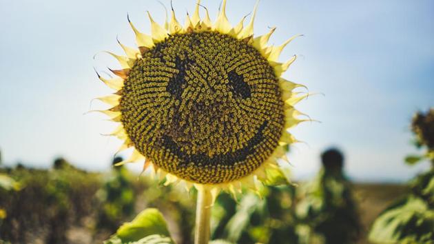 Here’s a new tool to help visually impaired people enjoy memes on the internet. (Unsplash) Here’s a new tool to help visually impaired people enjoy memes on the internet. (Unsplash)