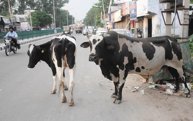 As per official records, between July and August this year, as many as five deaths in Patiala were caused by stray cattle. (HT PHOTO) As per official records, between July and August this year, as many as five deaths in Patiala were caused by stray cattle. (HT PHOTO)