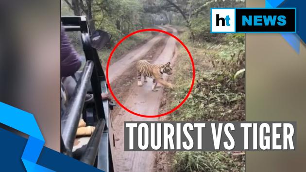 tiger chases tourist vehicle