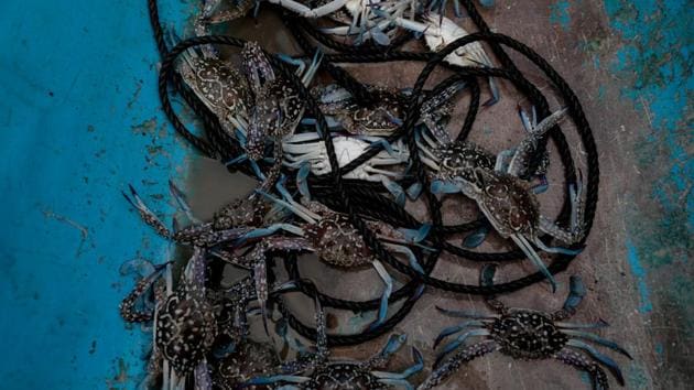 Crabs caught by Domingo Martinez, stored on his boat. Danica’s parents rely on their boat to make a living. “Without a boat, you are paralysed,” said her mother Mary Jane Martinez, who sells crabs her husband catches to the town’s market. She said life in the village was getting harder day by day, but she still preferred it to the city. (Eloisa Lopez / REUTERS)