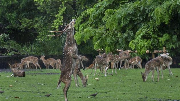 A herd of spotted deer inside an enclosure at Assam State Zoo cum Botanical Garden fin Guwahati. (PTI File Photo) A herd of spotted deer inside an enclosure at Assam State Zoo cum Botanical Garden fin Guwahati. (PTI File Photo)