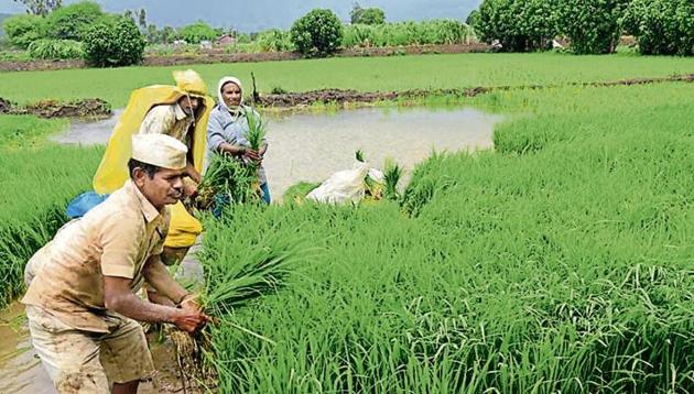 Farmers plant rice in Pune, Maharashtra. A conversation for the future must relate to bringing about structural changes in the modes of production(HT Photo)