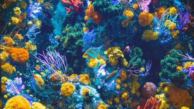 Researchers are improving conditions of degraded coral reefs, here’s how.(Unsplash)