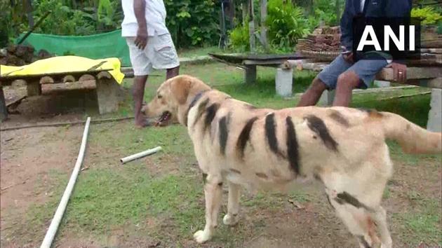 Images shows a dog painted as a tiger in Karnataka.(Twitter/@ANI)