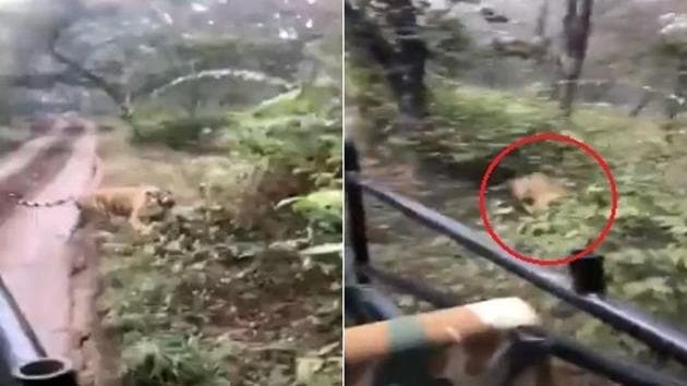 The tiger chasing a tourist safari vehicle in Rajasthan’s Ranthambore National Park.(Screengrab)