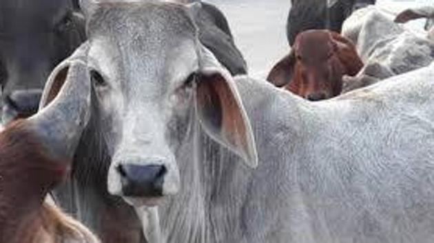 Tiwari reviewed the progress of their schemes. He told the district magistrates (DMs) and the animal husbandry department officers to ensure that no cattle in temporary cow shelters died due to the cold wave. (HT file) Tiwari reviewed the progress of their schemes. He told the district magistrates (DMs) and the animal husbandry department officers to ensure that no cattle in temporary cow shelters died due to the cold wave. (HT file)