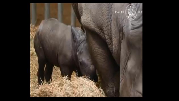 A rare white rhino was born early Monday morning. (Twitter/@pairi daiza) A rare white rhino was born early Monday morning. (Twitter/@pairi daiza)