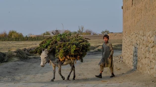 A child looks on as he walks with a donkey after returning to his village. “We measure (the) Daesh threat in terms of intentions, capabilities and trajectory, not in numbers,” the defence official told AFP, noting that while IS-K has been defeated in Nangarhar, pockets remain and scattered elements will attempt to regroup. “Bottom line, Daesh remains a threat -- they have the will and intent to export terror outside Afghanistan,” the official added. (Noorullah Shirzada / AFP)