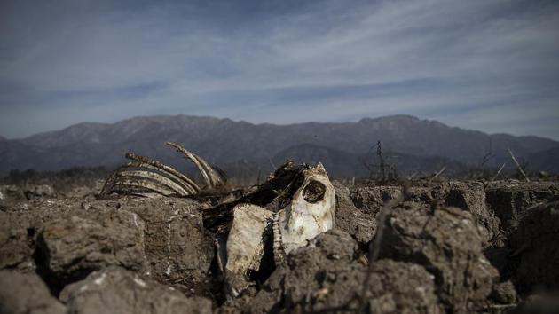 The chair of the two-week COP25 climate summit attended by nearly 200 countries warned at its opening that those refusing to adjust to the planet's rising temperatures "will be on the wrong side of history." In this Aug. 23, 2019 file photo, the carcass of a cow lies partially embedded in the dried up lake bed of the Aculeo Lagoon, in Paine, Chile. (AP) The chair of the two-week COP25 climate summit attended by nearly 200 countries warned at its opening that those refusing to adjust to the planet's rising temperatures "will be on the wrong side of history." In this Aug. 23, 2019 file photo, the carcass of a cow lies partially embedded in the dried up lake bed of the Aculeo Lagoon, in Paine, Chile. (AP)