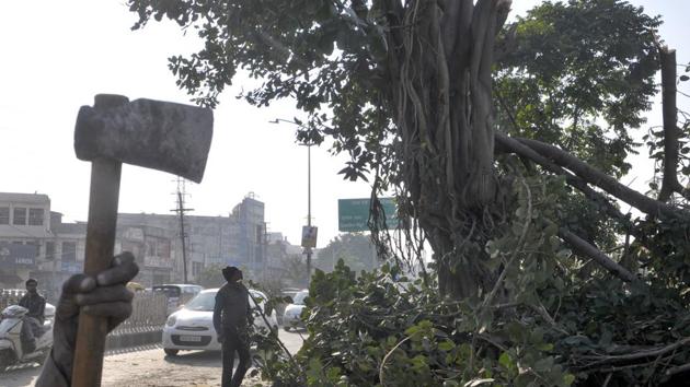 The axed tree on Ferozepur Road in Ludhiana on Tuesday.(Harsimar Pal Singh/HT)