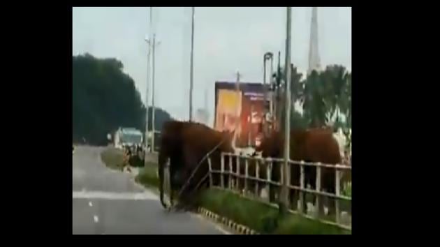 After one elephant knocks down the fence, the other members cross the road in a casual manner. (Twitter/@ParveenKaswan) After one elephant knocks down the fence, the other members cross the road in a casual manner. (Twitter/@ParveenKaswan)