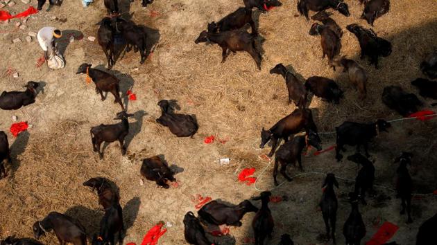 Buffaloes are kept inside an enclosure awaiting sacrifice. The slaughter house spreading across 1,45,000 square feet in the premises of Gadhimai temple currently houses 5,000 buffalos and more than 50,000 animals are estimated to be slaughtered in the two-day sacrifice, according to an animal rights activist. (Navesh Chitrakar / REUTERS)