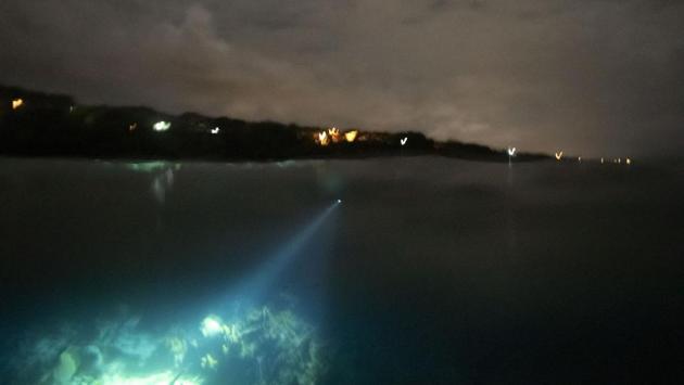 Nicholas Bingham during a five. Using only handheld waterproof flashlights under a moonlit sky as they skirted the boundary of the Boscobel Fish Sanctuary, Bingham and Gooden swam over the reef and seagrass meadows, diving down to shoot lobsters along the way. (David Goldman / AP)