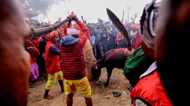 A devotee slaughters a buffalo as an offering to the goddess Gadhimai. Hundreds of Indian pilgrims were seen participating in the sacrificing rituals. “I have great respect for goddess Gadhimai. We are happy to provide our offering. It is our choice,” said Bishwanath Kalawar from Motihari in Bihar. (Prakash Mathema / AFP)