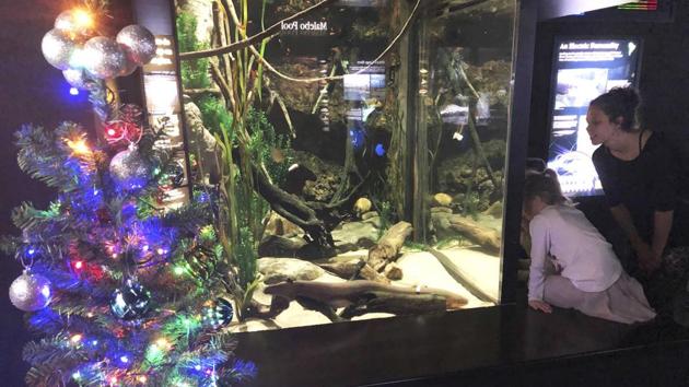An electric eel named Miguel Wattson lights up a Christmas tree at the Tennessee Aquarium in Chattanooga.(AP) An electric eel named Miguel Wattson lights up a Christmas tree at the Tennessee Aquarium in Chattanooga.(AP)
