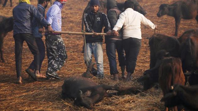 Volunteers drag a dead buffalo inside an enclosure for buffalos awaiting sacrifice during the "Gadhimai Mela" festival held in Bariyarpur, Nepal December 2, 2019. The festival, renowned for its large number of animal sacrifices, is held every five years at the Gadhimai Temple where devotees from Nepal and bordering India sacrifice buffaloes, goats and birds while offering prayers to Gadhimai, the goddess of power. REUTERS/Navesh Chitrakar(REUTERS) Volunteers drag a dead buffalo inside an enclosure for buffalos awaiting sacrifice during the "Gadhimai Mela" festival held in Bariyarpur, Nepal December 2, 2019. The festival, renowned for its large number of animal sacrifices, is held every five years at the Gadhimai Temple where devotees from Nepal and bordering India sacrifice buffaloes, goats and birds while offering prayers to Gadhimai, the goddess of power. REUTERS/Navesh Chitrakar(REUTERS)