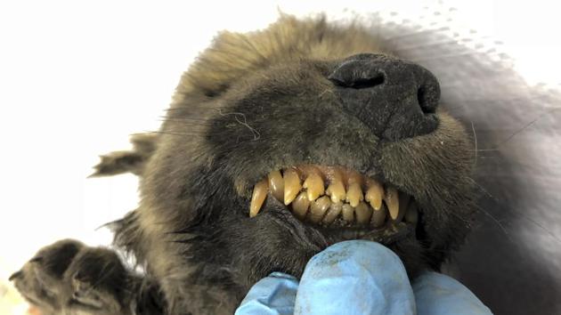An 18,000 years old Puppy found in permafrost in the Russia’s Far East, on display at the Yakutsk’s Mammoth Museum, Russia. Russian scientists presented this unique prehistoric canine, unusually well-preserved, with its hair, teeth, whiskers and eyelashes still intact. (Sergei Fyodorov, Yakutsk Mammoth Museum via AP)