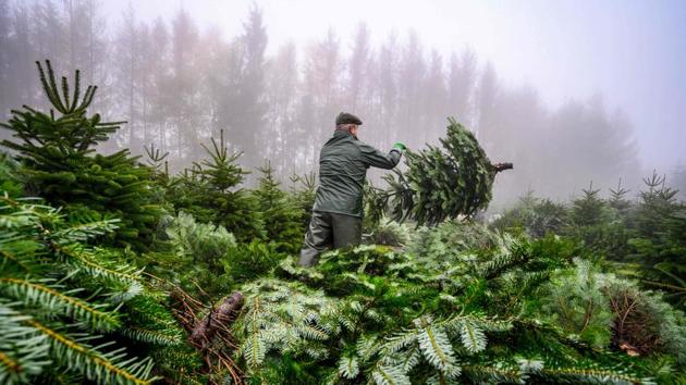 A worker of Christmas trees production, cuts firs, in La Petite-Pierre, northeastern France. The production of Christmas trees has been affected by global warming and breeders have to adapt and try new species. France has about 200 producers of natural Christmas trees on some 5,000 hectares. (Patrick Hertzog / AFP)