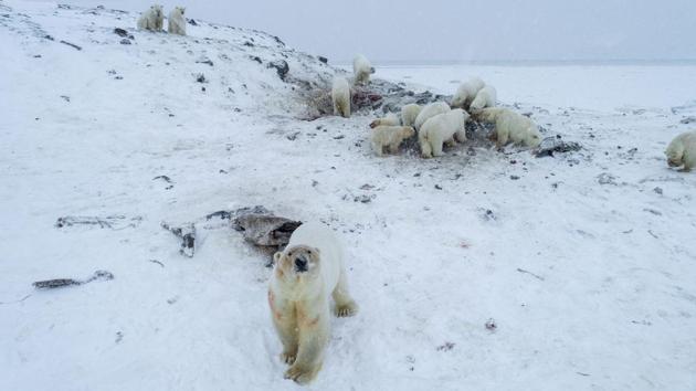 Polar bears outside the village of Ryrkaypiy in the Chukotka region, Russia. More than 50 polar bears have gathered on the edge of the village in Russia’s far north, environmentalists and residents said, as weak coastal ice leaves them unable to roam. (Maksim Dyominov / World Wildlife Fund - Russia / AFP)