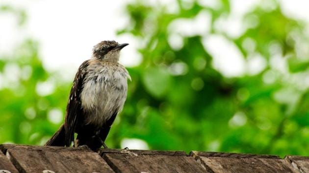 A related question is raised to the domestic ornithological organisations undertaking avian studies having not come up with texts comparable to those available in overseas markets, on Indian bird species. (Unsplash) A related question is raised to the domestic ornithological organisations undertaking avian studies having not come up with texts comparable to those available in overseas markets, on Indian bird species. (Unsplash)