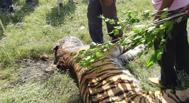 The carcass of the big cat was found last week n the Motinala buffer zone of Kanha Tiger Reserve.(HT Photo)