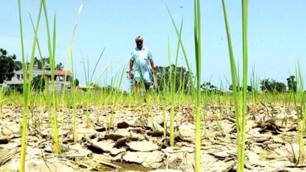 MUnseasonal rain has damaged more than 67.52% of the total kharif crop sown this year.(Representational Photo)