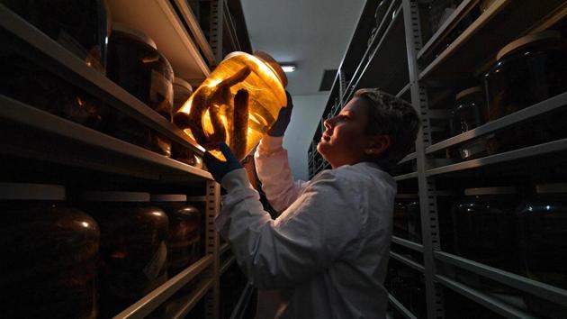 Brazilian expert Eliane Campos de Oliveira holds a jar with a preserved venomous snake at the Butantan Institue. Venom is extracted from each snake once a month in a delicate and potentially dangerous process. Using a hooked stick, de Souza carefully lifts one of the slithering creatures out of its plastic box and maneuvers it into a drum of carbon dioxide. Within minutes the reptile is asleep.  (CARL DE SOUZA / AFP) 