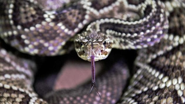A rattlesnake is seen before extracting venom from it at the Butantan Institue. “It’s less stress for the animal,” de Souza explains. The snake is then placed on a stainless steel bench in the room where the temperature hovers around 27 degrees Celsius (80 degrees Fahrenheit). De Souza has a few minutes to safely extract venom before the snake begins to stir. “It’s important to have fear because when people have fear they are careful,” she says. (CARL DE SOUZA / AFP) 