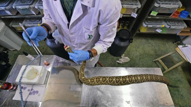 The snakes are fed a diet of rats and mice that are raised at the leafy institute and killed before being served up once a month. The antivenom is made by injecting small amounts of the poison into horses -- kept by Butantan on a farm -- to trigger an immune response that produces toxin-attacking antibodies. Blood is later extracted from the hoofed animals and the antibodies harvested to create a serum that will be administered to snakebite victims who might otherwise die. (CARL DE SOUZA / AFP) 