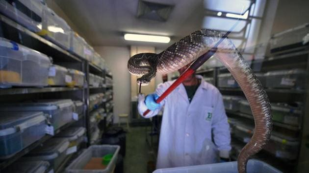 An expert holds a rattlesnake before extracting venom from it. There are now plans to sell the life-saving serum abroad to help relieve a global shortage, particularly in Africa. About 5.4 million people are estimated to be bitten by snakes every year, according to the World Health Organization (WHO). (CARL DE SOUZA / AFP) 