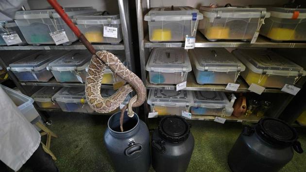 An expert puts a rattlesnake into a pot of C02 to calm it before its venom extraction. Between 81,000 and 138,000 die, while many more suffer amputations and other permanent disabilities as a result of the toxin. To cut the number of deaths and injuries, WHO unveiled a plan earlier this year that includes boosting production of quality antivenoms. (CARL DE SOUZA / AFP) 