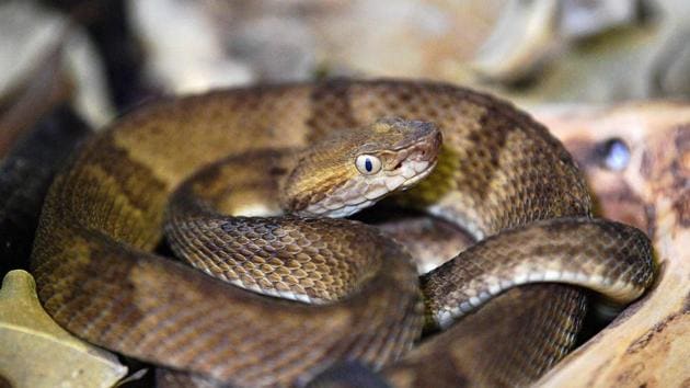 Photos: Brazil milks deadly snakes for their life-saving venom ...