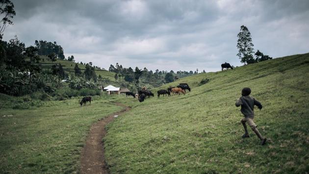 A child runs to a cow herd in Burungu, near a eucalyptus plantation. “There are lawmakers and soldiers involved. They don’t pay taxes -- it’s unfair competition,” says Felicien Liofo, head of a wood craftsmen’s association. Local police say soldiers simply rip apart the fences around the forest and threaten to shoot anyone who tries to stop them. (ALEXIS HUGUET / AFP) 