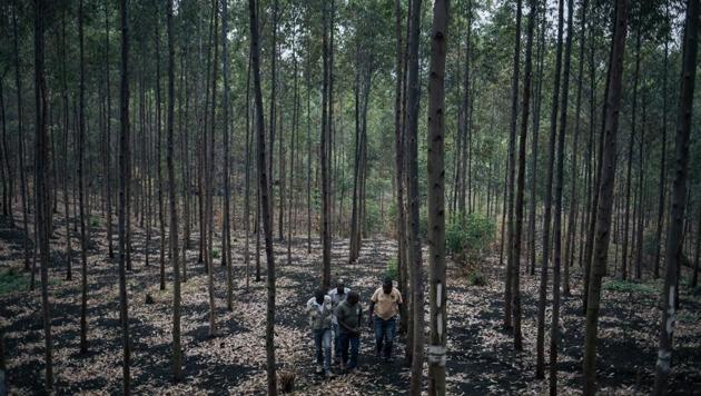 WWF (World Wildlife Fund) Ecomakala project managers visit a eucalyptus plantation partly intended to produce charcoal in northeastern Democratic Republic of Congo. The problems run right through DR Congo society -- from the poor who rely on charcoal for fuel in a country with meagre supplies of other power, to the senior officials who profit from illegal logging. (ALEXIS HUGUET / AFP) 