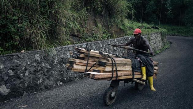 Two young people carry wooden planks by chukudu (local means of transport) to Sake. Greenpeace Africa and a coalition of eight NGOs from DRC and neighbouring Congo-Brazzaville have demanded a halt to all industrial activities in the millions of hectares of peatland shared by the two countries. The ancient wetlands store huge amounts of carbon, but companies are involved in oil exploration, logging and industrial agriculture in the area. (ALEXIS HUGUET / AFP) 