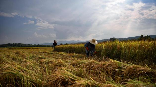 Thai authorities, who had committed to ban controversial glyphosate, backtracked at the end of November, deciding that “limited” use would eventually be allowed. Lecomte says the other challenge potentially impacting the rate of adoption is the SRI method is quite complex to learn and it is labour intensive. Sunnan admits that his workload is heavier but the financial and health benefits make it worth it in the end. He added: “It is safe for our body, and the environment.” (Lillian SUWANRUMPHA / AFP) Thai authorities, who had committed to ban controversial glyphosate, backtracked at the end of November, deciding that “limited” use would eventually be allowed. Lecomte says the other challenge potentially impacting the rate of adoption is the SRI method is quite complex to learn and it is labour intensive. Sunnan admits that his workload is heavier but the financial and health benefits make it worth it in the end. He added: “It is safe for our body, and the environment.” (Lillian SUWANRUMPHA / AFP)