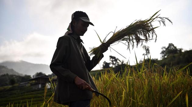 SRI was invented in the 1980s in Madagascar by a French Jesuit priest, and the technique has spread globally. “Chemicals can destroy everything,” the 58-year-old said, adding that the harvest in his village in Chiang Mai province has jumped 40 percent since employing the new method. There have been health benefits too. “It’s definitely better, we don’t get sick any more,” he added. (Lillian SUWANRUMPHA / AFP) SRI was invented in the 1980s in Madagascar by a French Jesuit priest, and the technique has spread globally. “Chemicals can destroy everything,” the 58-year-old said, adding that the harvest in his village in Chiang Mai province has jumped 40 percent since employing the new method. There have been health benefits too. “It’s definitely better, we don’t get sick any more,” he added. (Lillian SUWANRUMPHA / AFP)