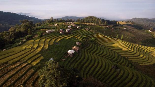 An aerial view of rice terraces seen in the village of Mae Rim. The project works by planting crops wider apart -- thus drawing in more nutrients and light -- and limiting the amount of water that gets into fields, which helps micro-organisms flourish to act as natural fertilisers. In a plus for debt-laden farmers, it also uses fewer seeds, and they are encouraged to use plants and ginger roots that naturally deter insects rather than chemical alternatives -- meaning fewer expenses. (Lillian SUWANRUMPHA / AFP) An aerial view of rice terraces seen in the village of Mae Rim. The project works by planting crops wider apart -- thus drawing in more nutrients and light -- and limiting the amount of water that gets into fields, which helps micro-organisms flourish to act as natural fertilisers. In a plus for debt-laden farmers, it also uses fewer seeds, and they are encouraged to use plants and ginger roots that naturally deter insects rather than chemical alternatives -- meaning fewer expenses. (Lillian SUWANRUMPHA / AFP)